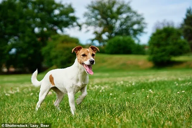 Popular Pet Names Like Rosie and Daisy Reflect Growing Trend of Viewing Dogs as Family Members, Study Reveals – Lars Andersen