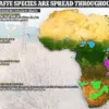 Scientists Reveal Giraffe's Hidden Diversity, Reshaping Conservation Strategies
