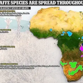 Scientists Reveal Giraffe's Hidden Diversity, Reshaping Conservation Strategies