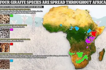 Scientists Reveal Giraffe's Hidden Diversity, Reshaping Conservation Strategies