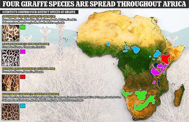Scientists Reveal Giraffe's Hidden Diversity, Reshaping Conservation Strategies