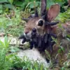 Unusual Rabbit Outbreak Sparks Concerns Over Virus Spread and Ecological Impact
