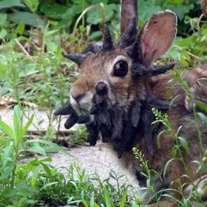 Unusual Rabbit Outbreak Sparks Concerns Over Virus Spread and Ecological Impact