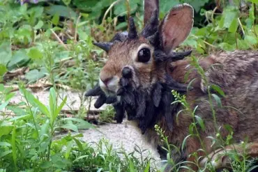 Unusual Rabbit Outbreak Sparks Concerns Over Virus Spread and Ecological Impact