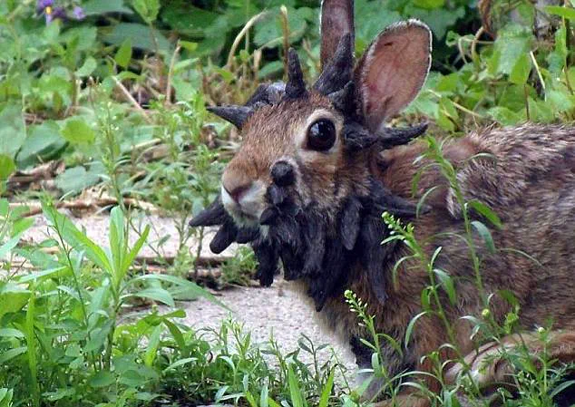 Unusual Rabbit Outbreak Sparks Concerns Over Virus Spread and Ecological Impact