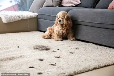 Urgent Warning: Common Vacuum Mistakes Could Cost You Hundreds