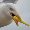Urgent Warning: Seagulls Poop Every 4-10 Minutes While Flying, Study Shows
