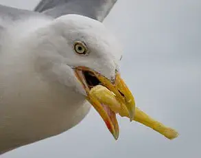 Urgent Warning: Seagulls Poop Every 4-10 Minutes While Flying, Study Shows