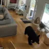 Viral Video of Pomeranian's Surprising Confrontation with Black Bear in Vancouver Home