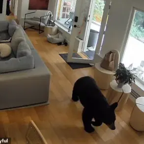 Viral Video of Pomeranian's Surprising Confrontation with Black Bear in Vancouver Home
