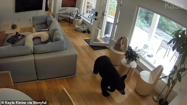 Viral Video of Pomeranian's Surprising Confrontation with Black Bear in Vancouver Home