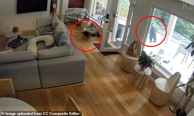 Viral Video of Pomeranian's Surprising Confrontation with Black Bear in Vancouver Home