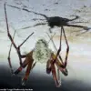 Zombie Spiders: The Emerging Ecological Threat of *Gibellula attenboroughii*
