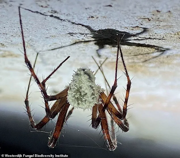 Zombie Spiders: The Emerging Ecological Threat of *Gibellula attenboroughii*