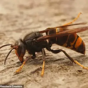 Asian Hornet Nests in Jersey Reach 500, Heightening UK Spread Concerns