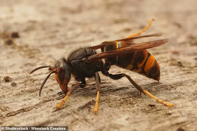 Asian Hornet Nests in Jersey Reach 500, Heightening UK Spread Concerns
