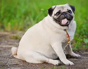 Breakthrough in Pet Nutrition: Vegan Dog Food Challenges Traditional Beliefs, Eyes Mainstream Adoption