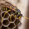Discovery of Two New Parasitic Wasp Species Spreading Across the U.S. Raises Ecological Concerns