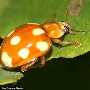 French Ladybird Invasion Sparks Regulatory Concern in UK as Invasive Species Arrive