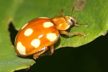 French Ladybird Invasion Sparks Regulatory Concern in UK as Invasive Species Arrive