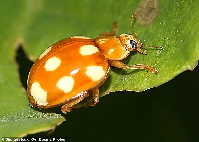 French Ladybird Invasion Sparks Regulatory Concern in UK as Invasive Species Arrive