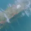 Joe Rogan's Guest Reveals Potential Atlantis Discovery Off Spain's Coast, Sparking Debate