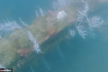 Joe Rogan's Guest Reveals Potential Atlantis Discovery Off Spain's Coast, Sparking Debate