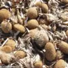 Mysterious Objects Wash Ashore in Mediterranean, Sparking Speculation and Theories