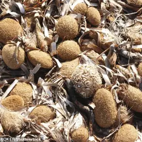 Mysterious Objects Wash Ashore in Mediterranean, Sparking Speculation and Theories
