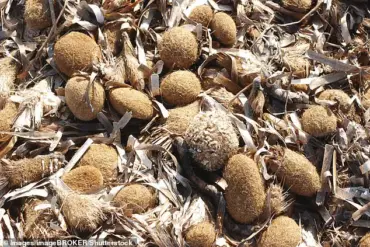 Mysterious Objects Wash Ashore in Mediterranean, Sparking Speculation and Theories