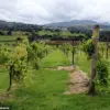 North Wales Wine Boom: UK's Agricultural Shift Accelerates Amid Climate Change