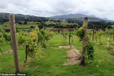 North Wales Wine Boom: UK's Agricultural Shift Accelerates Amid Climate Change