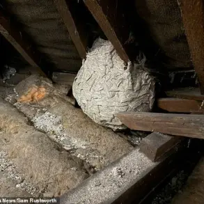 Wasps Invade UK Amidst Unprecedented Population Surge: Experts Warn of Increased Aggression as Summer Heat Fuels Swarm