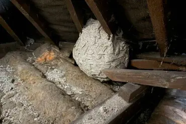 Wasps Invade UK Amidst Unprecedented Population Surge: Experts Warn of Increased Aggression as Summer Heat Fuels Swarm